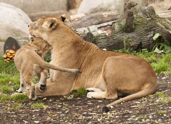 Weibchen von Löwe, Panthera leo — Stockfoto