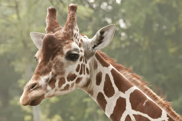 Fechamento da cabeça de uma girafa — Fotografia de Stock