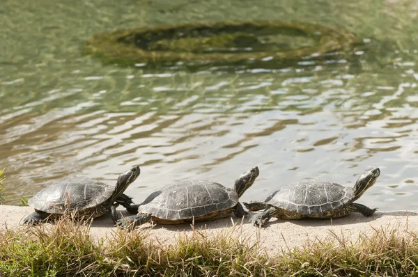 Три черепахи греются на полуденном солнце — стоковое фото