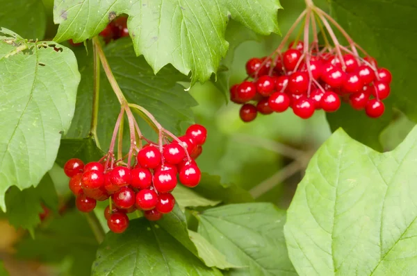 Red berries among green leaves — Stock Photo, Image