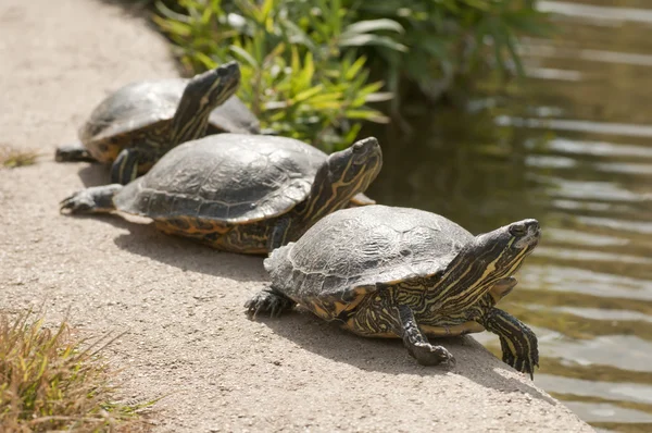 Три черепахи греются на полуденном солнце — стоковое фото
