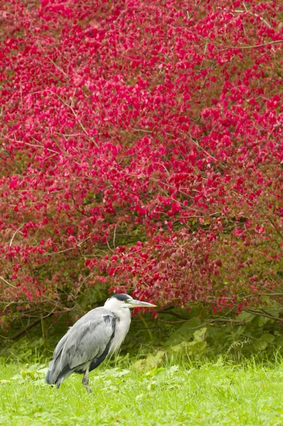 Grey heron resting on grass with red bush in background — Stock Photo, Image