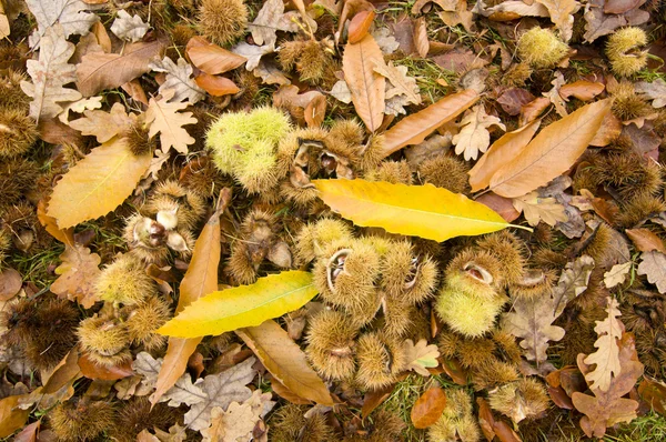 Κάστανα πέσει στο έδαφος μεταξύ των δρύινων φύλλων — Φωτογραφία Αρχείου