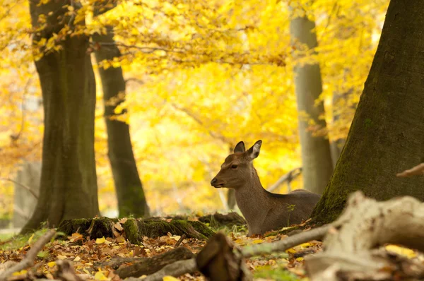 Female red deer sitting on a wood ground in autumn — Stock Photo, Image