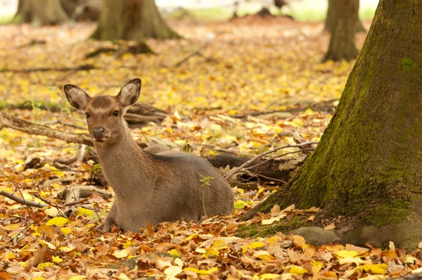 Female red deer sitting on a wood ground in autumn — Stock Photo, Image