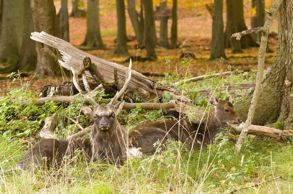 Male and Female deer sitting on a wood ground in autumn — Stock Photo, Image