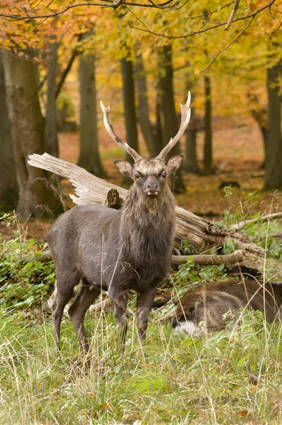 Male red deer sitting on a wood ground in autumn — Stock Photo, Image
