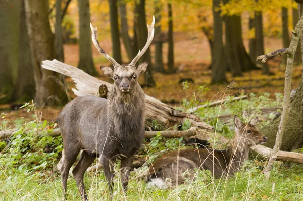 Male and Female red deer sitting on a wood ground in autumn — Stock Photo, Image