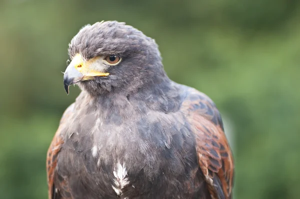 stock image Closeup of a bird of prey