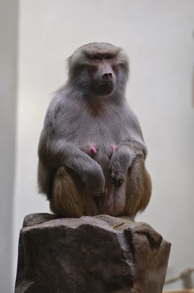 Macaco babuíno fêmea sentado na rocha — Fotografia de Stock