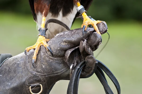 stock image Closeup of a bird of prey claws