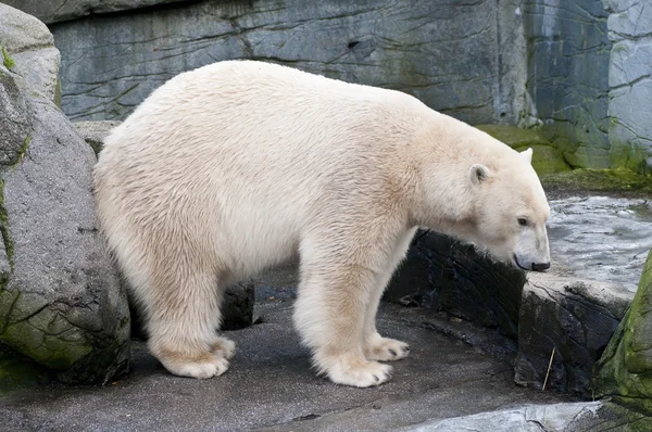 Witte ijsbeer van de Arctische zee — Stockfoto