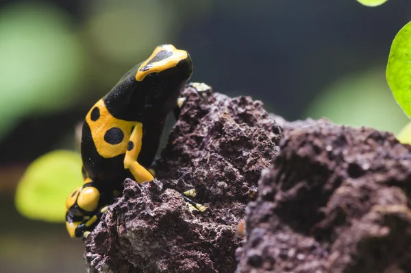 Sapo venenoso tropical preto e amarelo da floresta tropical — Fotografia de Stock