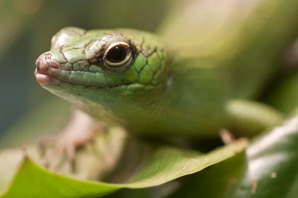 열 대 녹색 도마뱀 머리의 근접 촬영 — 스톡 사진