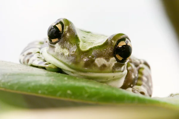 Close-up van een tropische groene kikker hoofd — Stockfoto