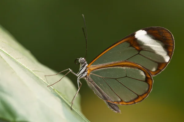 Glasswing (Greta oto) brush-footed butterfly — Stock Photo, Image