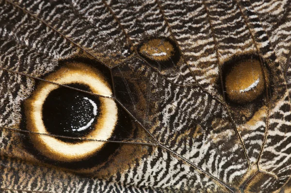 Λεπτομέρεια από το μάτι τους ΣΧΣ σε μια τροπική πεταλούδα πτέρυγα — Φωτογραφία Αρχείου