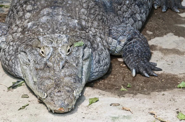 Крупный план крокодила — стоковое фото