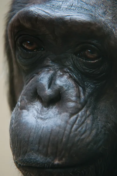 Az állatkertben, pan troglodytes közelről csimpánz arc — Stock Fotó