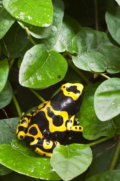 stock image Black and yellow tropical poisonous frog of the rain forest