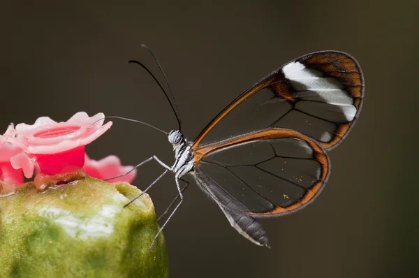 Farfalla dai piedi a pennello (Greta oto) — Foto Stock