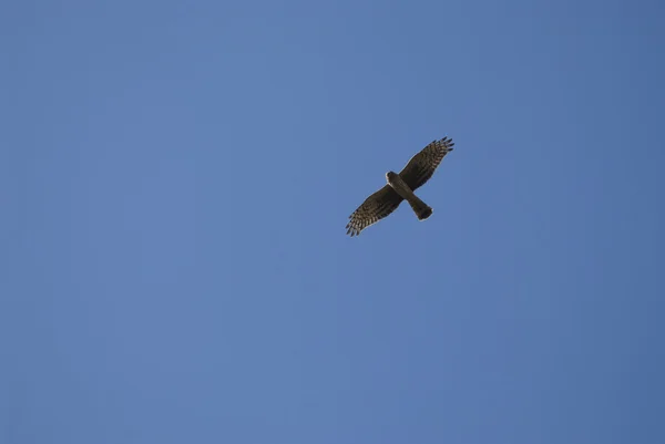 Rovfågel, cirkus, flygande mot den blå himlen — Stockfoto