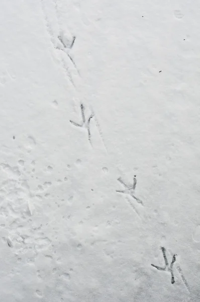 stock image Duck foot prints on snow and ice going diagonal