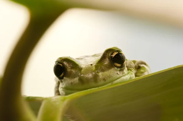 Primo piano di una testa di rana verde tropicale — Foto Stock