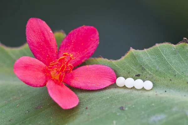 Four butterfly eggs on a green leaf with a red flower — Stock Photo, Image