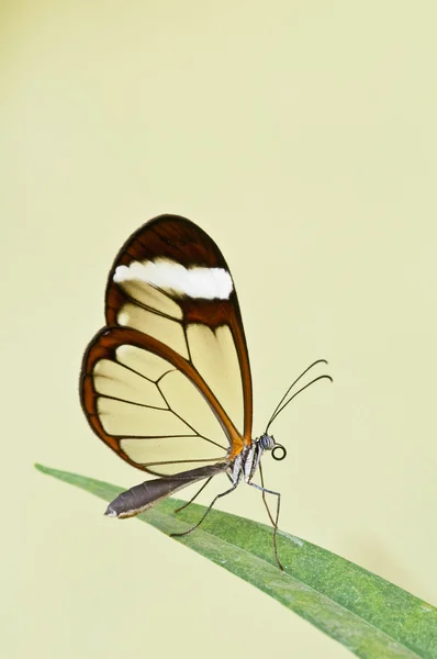 Glasschaukel (greta oto) Schmetterling mit Bürstenfüßen — Stockfoto