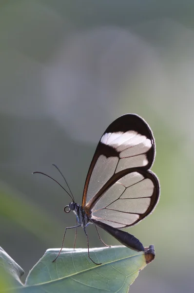 Glasswing (Γκρέτα oto) βούρτσα-footed πεταλούδα — Φωτογραφία Αρχείου