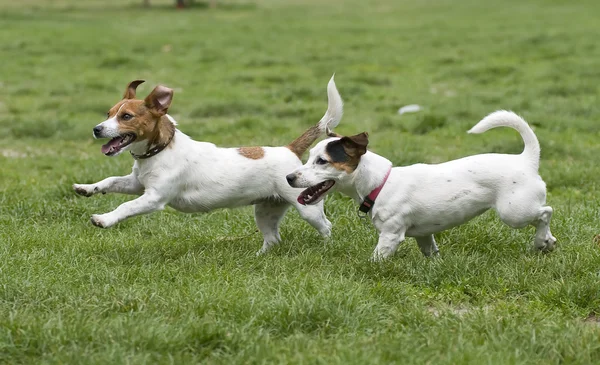 Honden uitgevoerd op groen gras Stockfoto