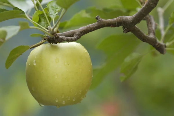 Gele apple op een boom — Stockfoto
