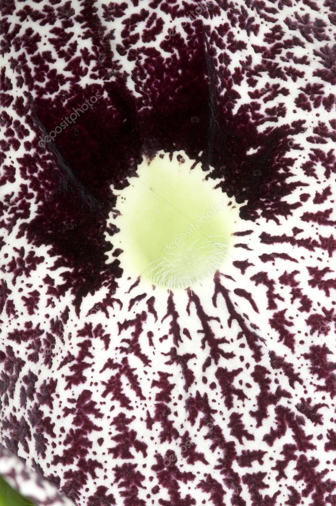 Closeup of a Aristolochia flower, birthworts, pipevines, Dutchman's pi