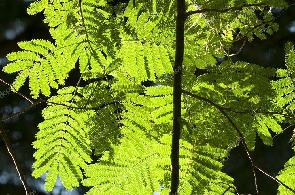 Green Leaves In Sun Back Light Of Albizia Julibrissin Persian Silk Tree Or Pink Siris Or Lenkoran Acacia Or Bastard Tamarind Silk Tree Or Mimosa Larastock