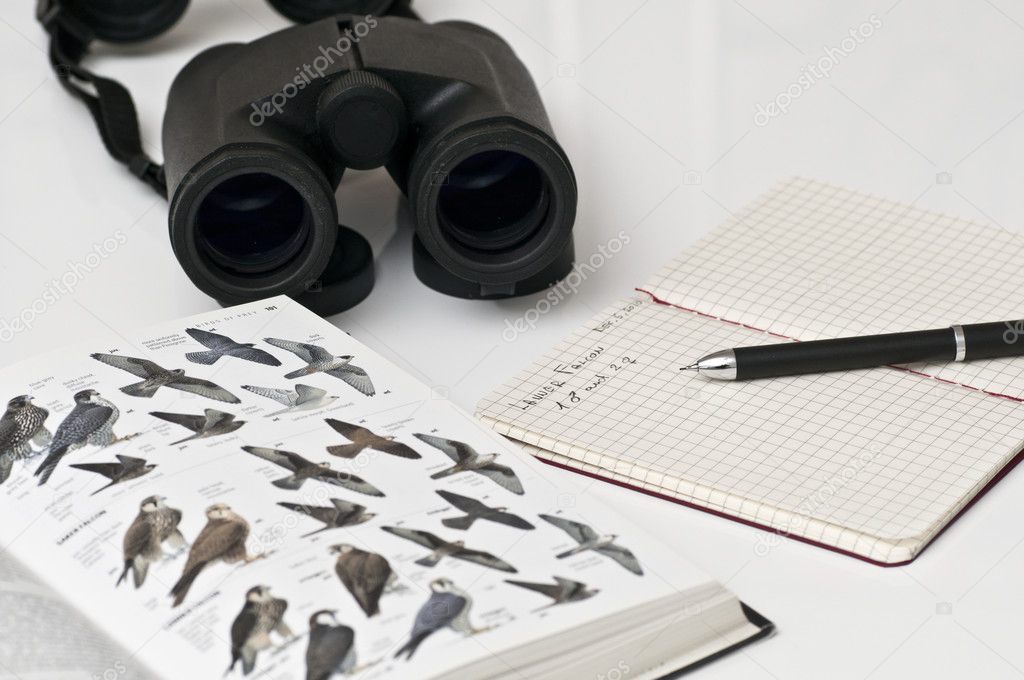 Bird watcher tools, binoculars, guide, pencil, notebook
