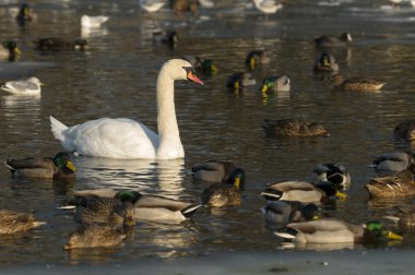 Ducks and swan on a lake clipart