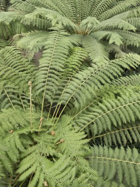 ağaç ferns