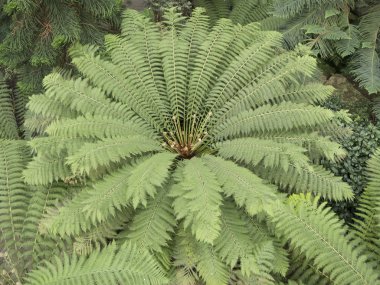 ağaç ferns