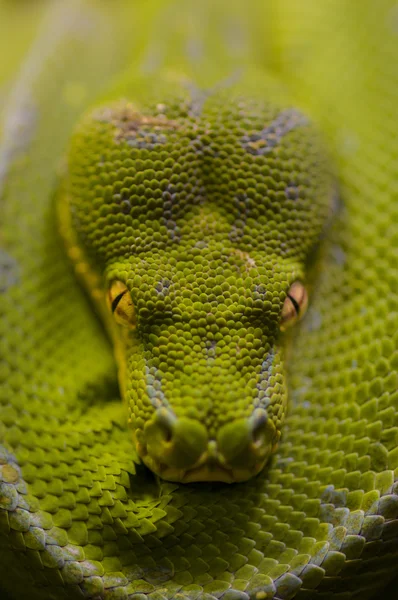 Python vert — Photo
