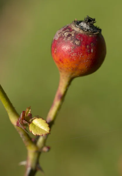 Rode roos vruchten close-up — Stockfoto