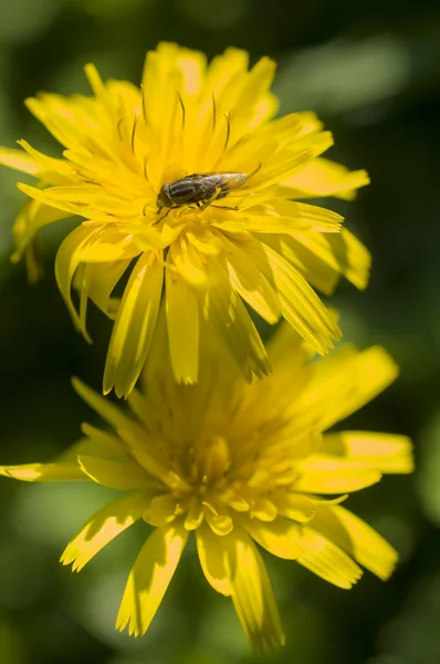 Pampeliška květin s fly — Stock fotografie