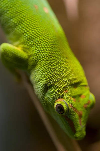 Gecko tropical — Fotografia de Stock
