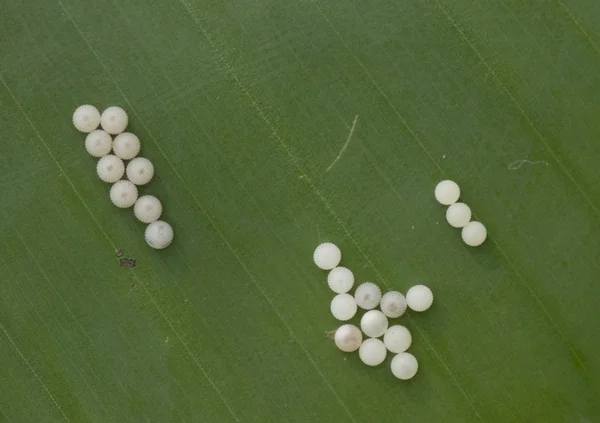Butterfly eggs — Stock Photo, Image