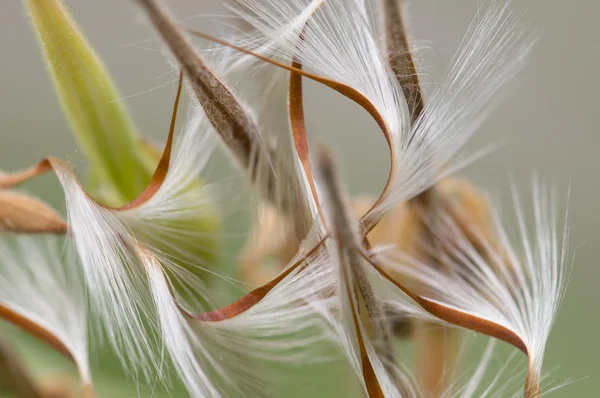 Bodziszek nasiona — Zdjęcie stockowe