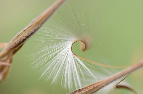 Geranium seeds — Stock Photo, Image