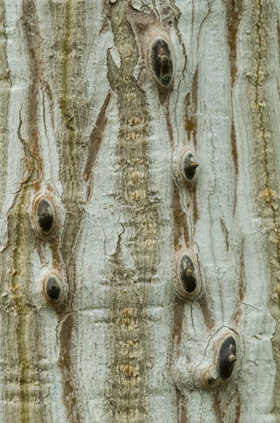 Tree trunk with thorns — Stock Photo, Image