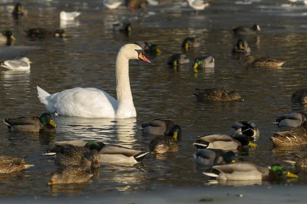 stock image Ducks and swan on a lake