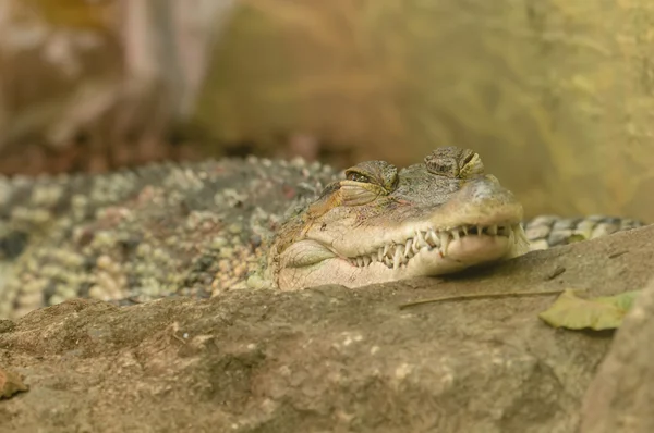 Филиппинский крокодил (Crocodylus mindorensis ) — стоковое фото