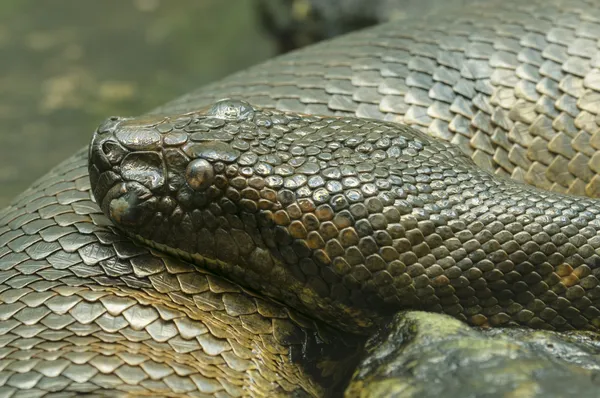Anaconda snake — Stock Photo, Image